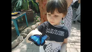 On Meeting a Butterfly. Знакомство с бабочками.