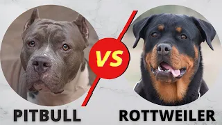 Pitbull VS Rottweiler- Comparison| Rottweiler Vs Pitbull