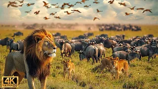4K African Wildlife: The World's Greatest Migration from Tanzania to Kenya With Real Sounds #67