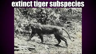 Extinct tigers | Extinct tigers subspecies | Extinct tigers species |