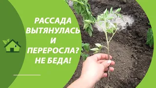 ЕСЛИ РАССАДА ТОМАТОВ ВЫТЯНУЛАСЬ И ПЕРЕРОСЛА 🌱 — ЛУЧШАЯ Посадка помидор в открытый грунт в мае 🍅🍅🍅