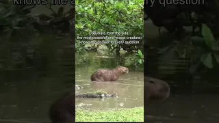 #capybara #shorts