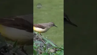 Grey Wagtail - #birds #shorts