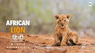 African Lion - हिन्दी डॉक्यूमेंट्री | Wild animals documentary in Hindi