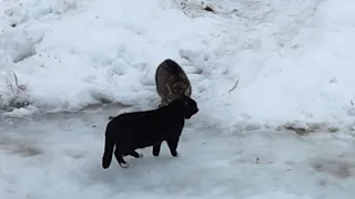 Серенады кота Мартина и кота Бегемота)