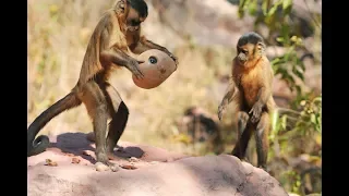 Monkey Cracks Nut - what could go wrong?