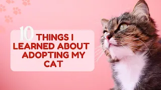 10 things I didn't know before and after adopting a cat