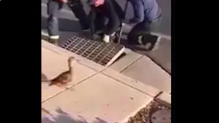 Mother duck watches as ducklings rescued from storm drain