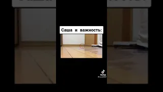 Приколы с попугаями