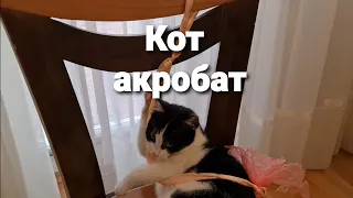 So Funny Animals!  Кот акробат! Смешные коты. Смешной кот!  Мяу! Приколы! Позитив! Funny  Cat Cats