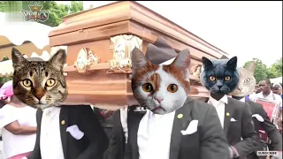 Funny Cat and Dog with Dancing Funeral Coffin Meme - 🐶 Dogs and 😻 Cats Version #18