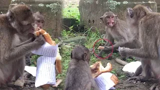 Skinny Monkey Amari And Poor Baby Lori Happy To Eat A Big Bread / Pigtail Monkeys 396