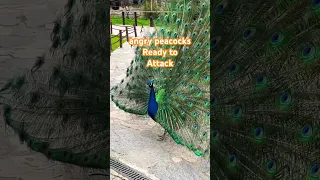 Angry peacocks entered children’s play area ///