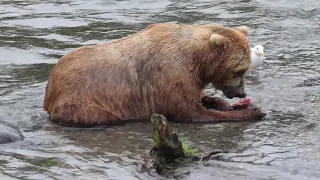 Alaska Bear Eating Salmon