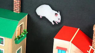 Hamster Parkour Course