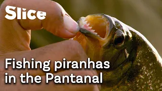 Exploring South America’s greatest biodiversity: the Pantanal | SLICE