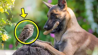 Dog Adopts Tiny Owl, Then She Does Something Makes Everyone Cry