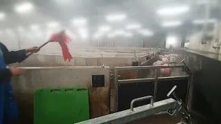 Gently moving pigs out of the lairage with a flag / Varkens rustig de stal uitdrijven met een vlag