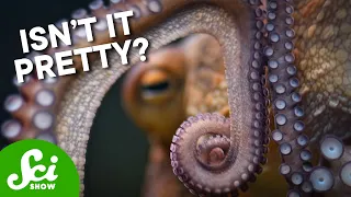 Octopuses Have a Favorite Arm