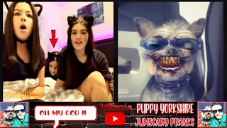 YORKSHIRE Dog JUMSCARY PRANKS Omegle I Bromas y sustos con mi perro CHIPI en Omegle / Chatroulette