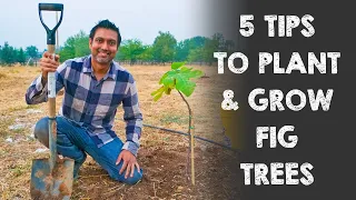 5 Tips to Plant and Grow Fig Trees