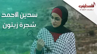 سدين الأحمد - شجرة زيتون