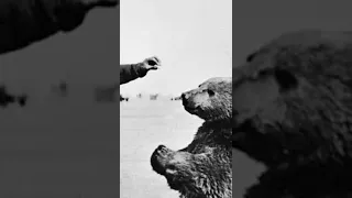 This Bear Fought The Nazis