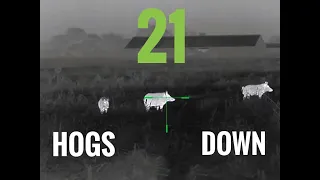 21 hogs down in ONE night | 7.62x39 and 5.56 TUI®