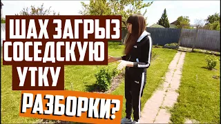 Шах загрыз утку соседа.😱 Жарим шашлык. Электрика на кухне готова!