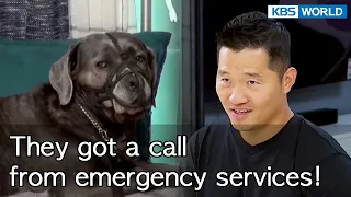 They got a call from emergency services! [Dogs are incredible : EP.138-2] | KBS WORLD TV 220906