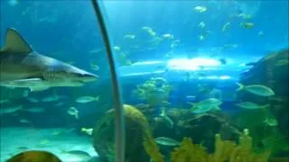 Shark tunnel walkthrough at ripley's Aquarium Toronto