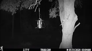 Southern Flying Squirrels Visiting Bird Feeder At Night