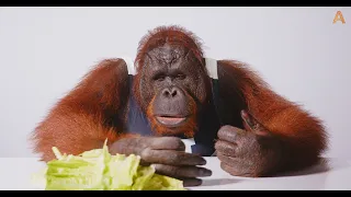 Animalia - Orangutans eating ASMR