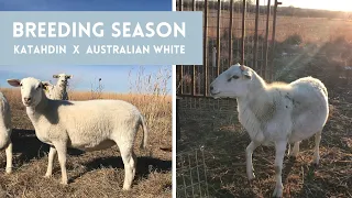 Kicking Off BREEDING SEASON | Australian White Ram with Katahdin Ewes | Hair Sheep Farming