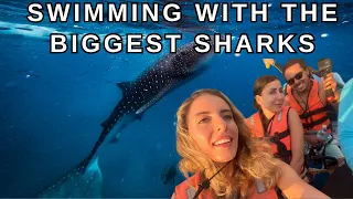 Swimming with Majestic Whale Sharks in Oslob, Cebu, Philippines: A Spectacular Underwater Experience