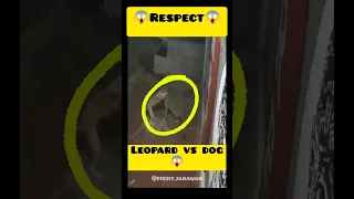 respect 😱😱 leopard vs dog fight.janawar #shorts #respect #wildlife #fight