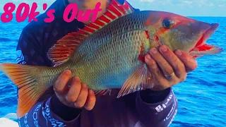 Reef Fishing Great Barrier Reef - 1770 Fishing Trip PART 1