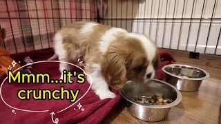 Vanilla's First Day Home | Cavalier King Charles Puppy's Arrival Adventure!