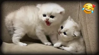 try not to laugh challenge ✓ funniest cats 😹 and dogs 🐶 & compilation #104