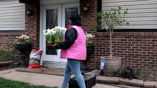 Erlicheer Daffodils : Hydrangea Pruning & Pulling Containers // Vlog //Garden Queen