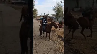 Обучили лошадь в походе