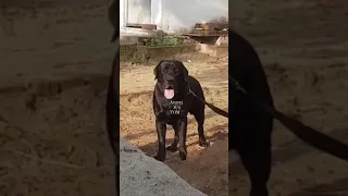 labrador dog with aggressive