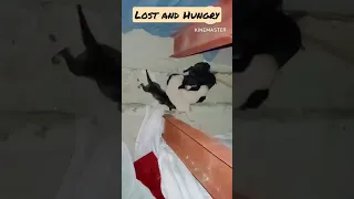 Lost and hungry puppy reunited with Siblings