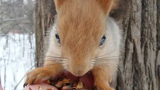 Забегала белка с большими глазами / Feeding a squirrel with big eyes