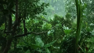 "Heavy Rainfall in Dense Foliage: Ambient Sounds for Relaxation"