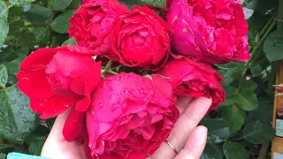 20 Rose varieties 2021 summer Deutschland-Rosen Tantau
