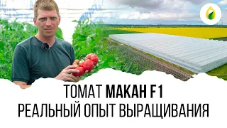 РЕАЛЬНЫЙ ОПЫТ ВЫРАЩИВАНИЯ 🍅 #МАКАН