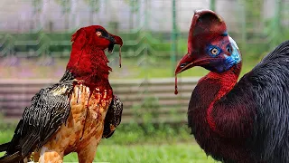 20 Deadliest Birds In The World