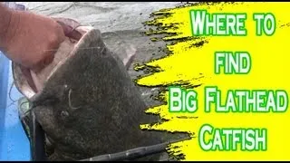 Places to look for flathead catfish on the Ohio River