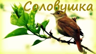 Пение Соловья в Лесу / Summer Forest Nightingale Singing